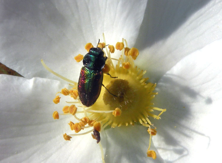 Anthaxia sp